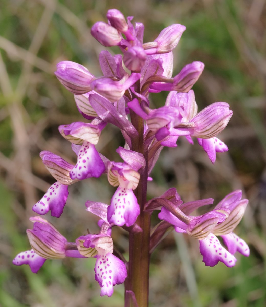 Ultime orchidee per quest''anno - Dalla Grecia con passione
